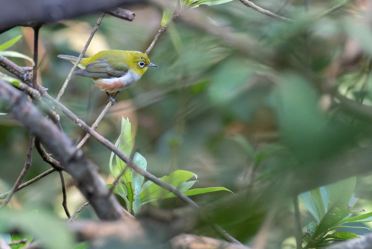 Chestnut-flanked White-eye - ML627606724