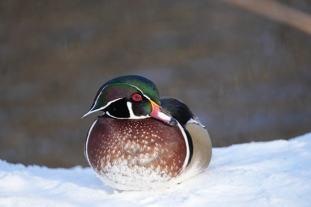Wood Duck - ML627606790