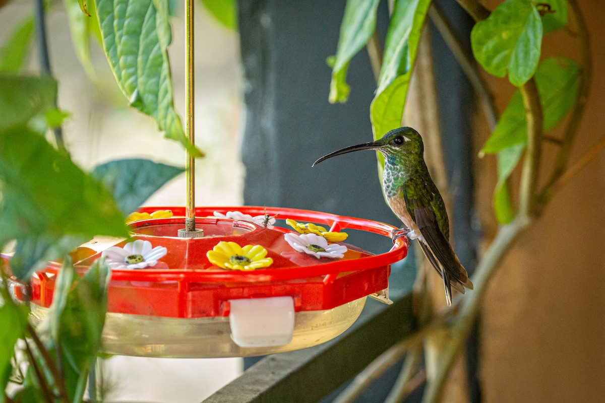 Violet-chested Hummingbird - ML627606792