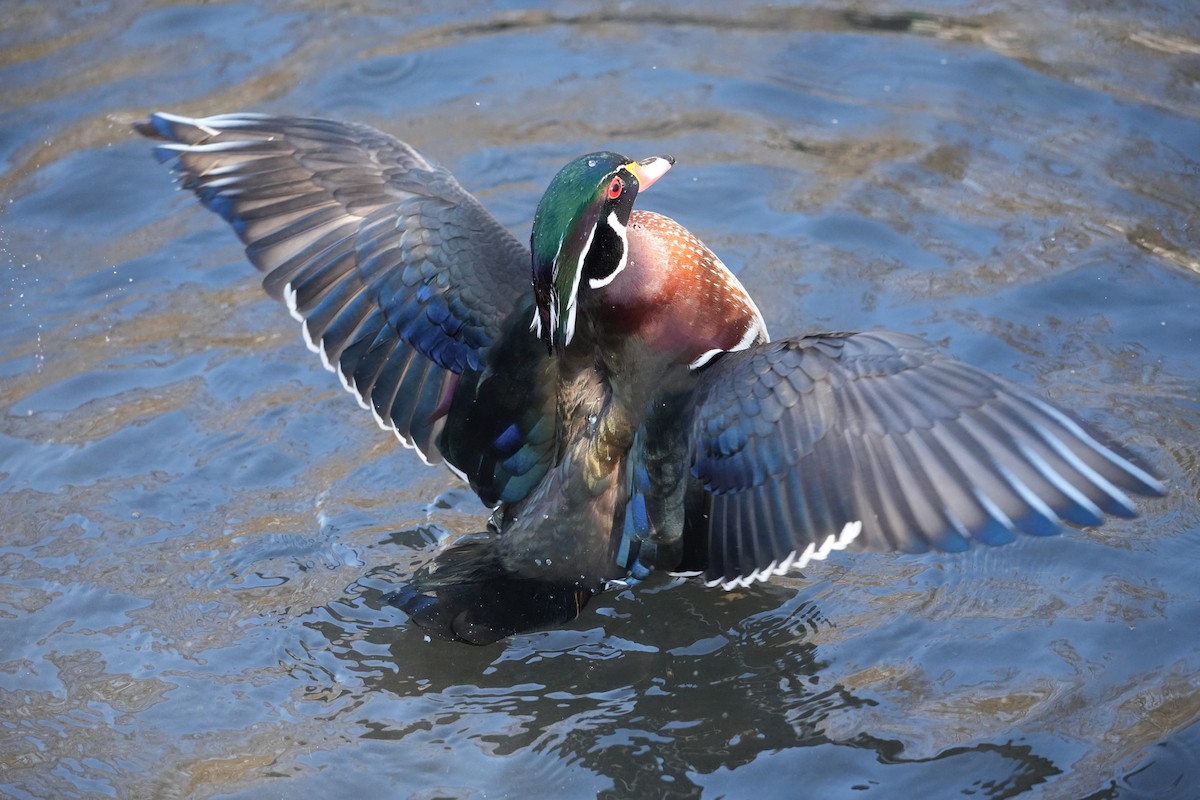 Wood Duck - ML627606802