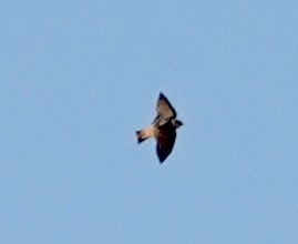 Cave Swallow - ML627606874