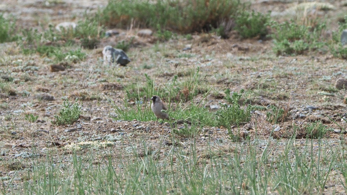 Pere David's Snowfinch - ML627606980