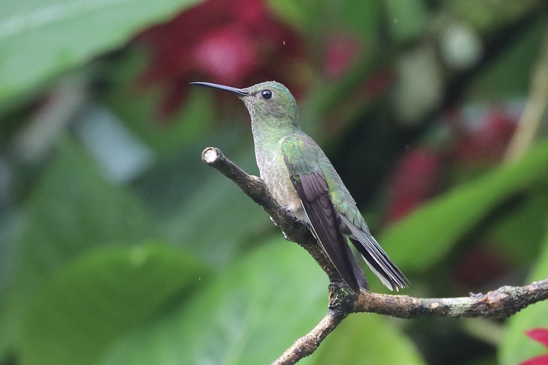 Colibri de Cuvier - ML627607024