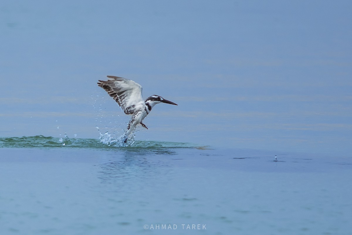 Martin pescatore bianconero - ML627607031