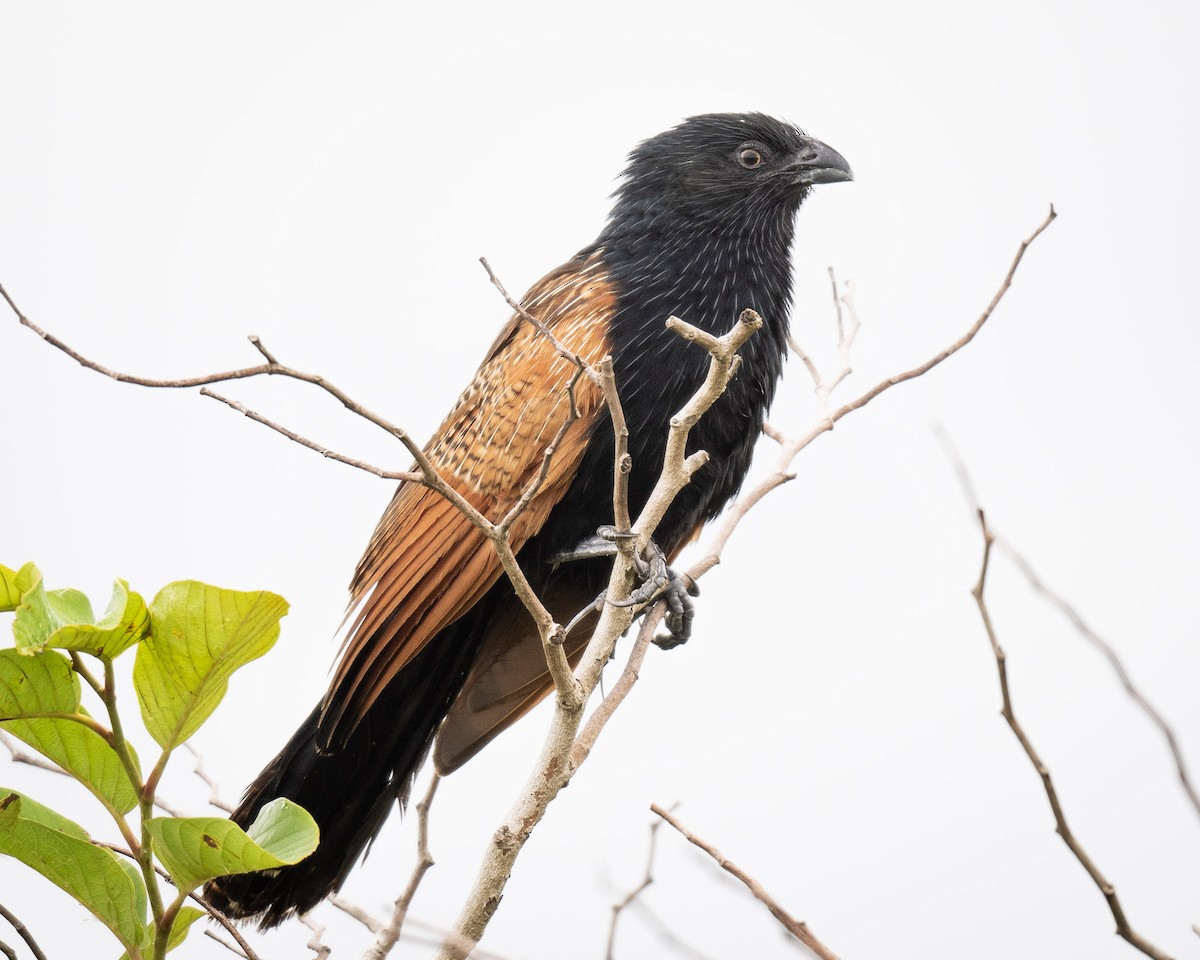 Black Coucal - ML627607150