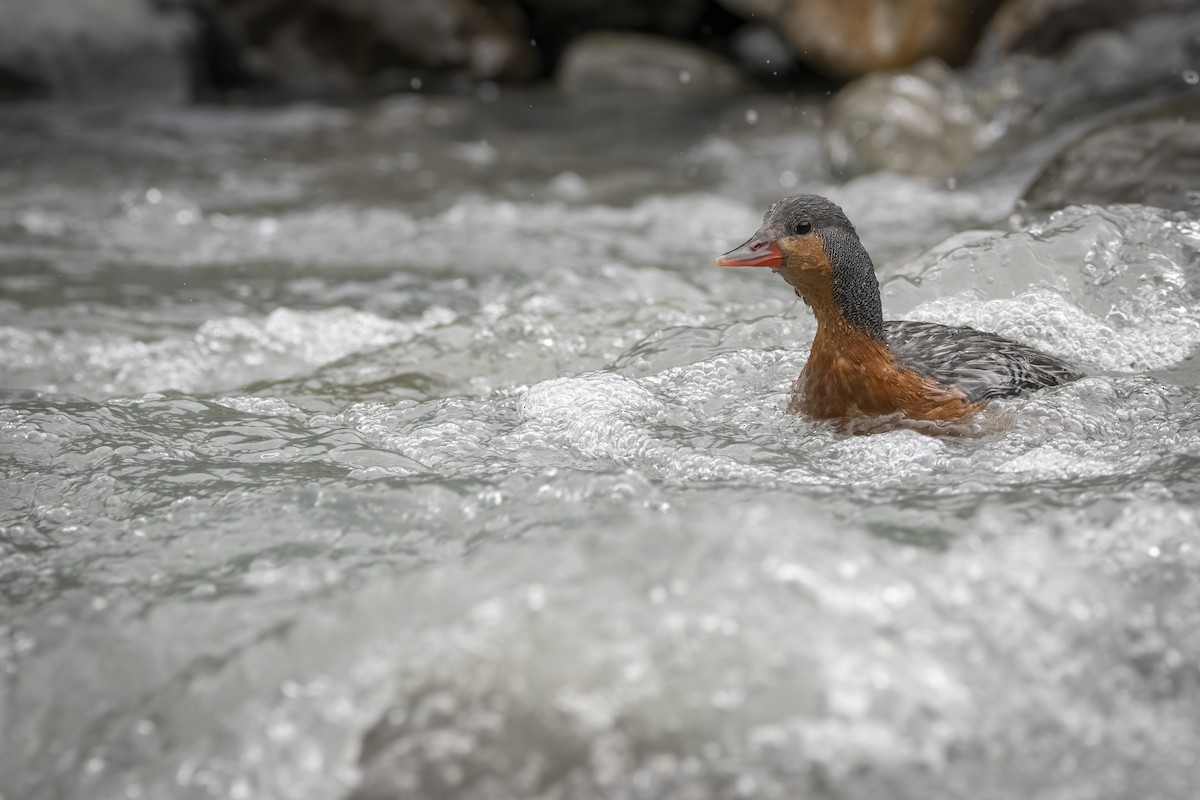 Torrent Duck - ML627607434