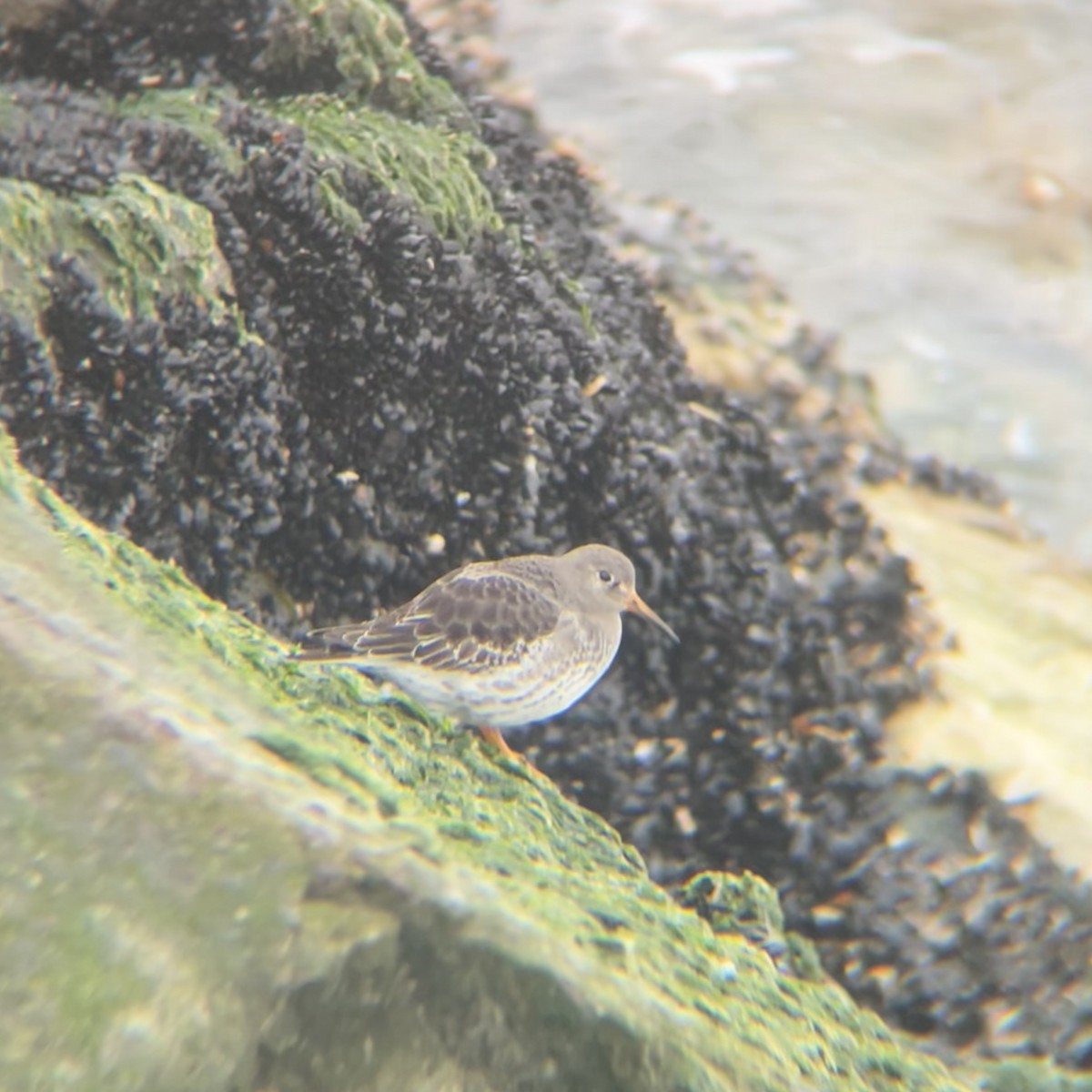 Purple Sandpiper - ML627607467