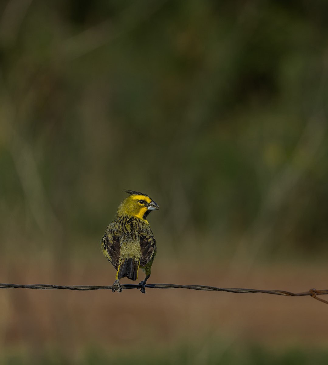 Yellow Cardinal - ML627607653