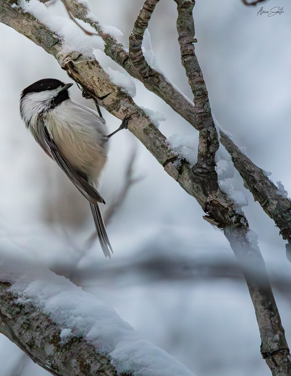 Black-capped Chickadee - ML627607682