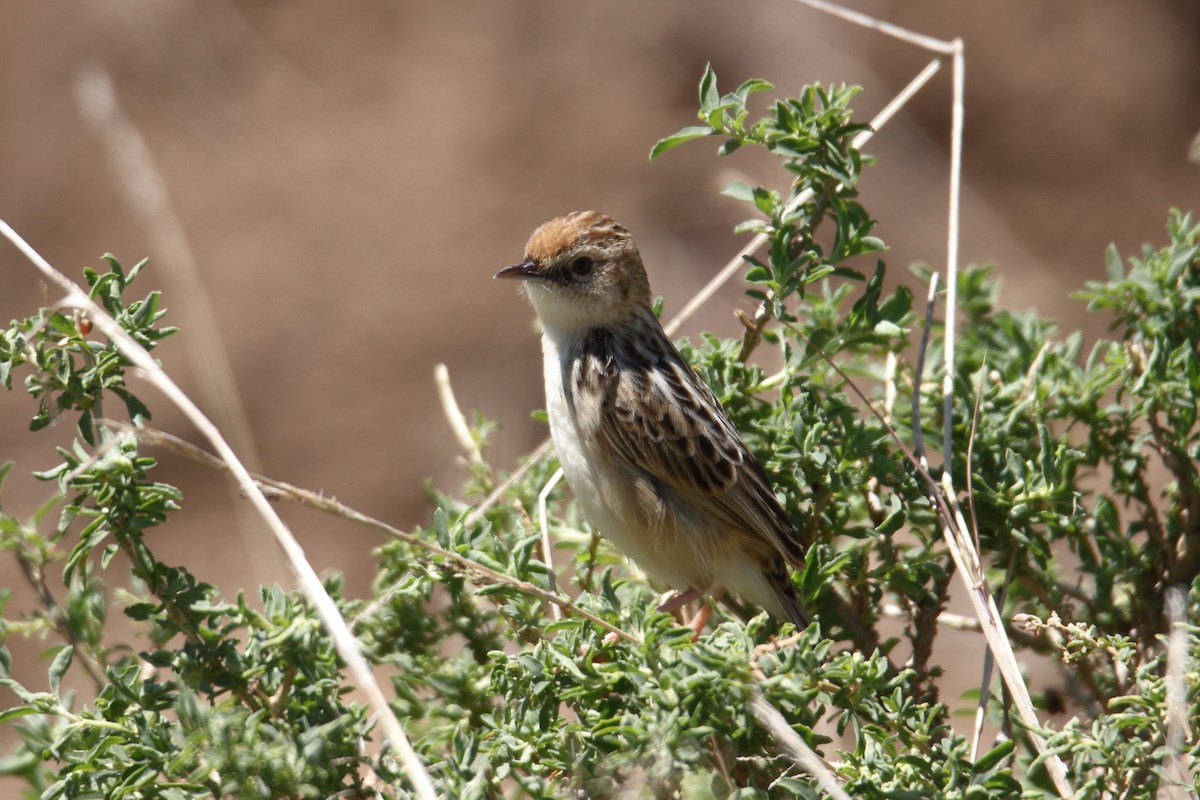 Pectoral-patch Cisticola - ML627607762