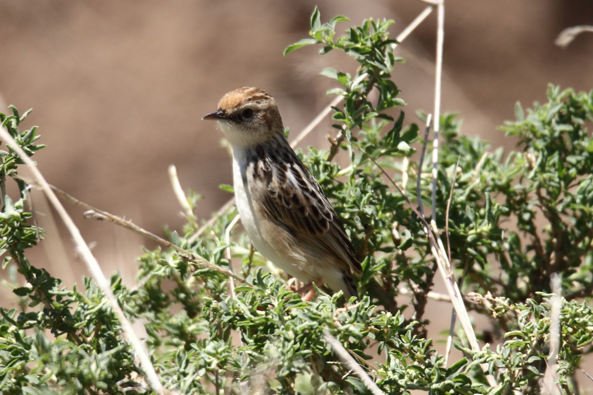 Pectoral-patch Cisticola - ML627607763