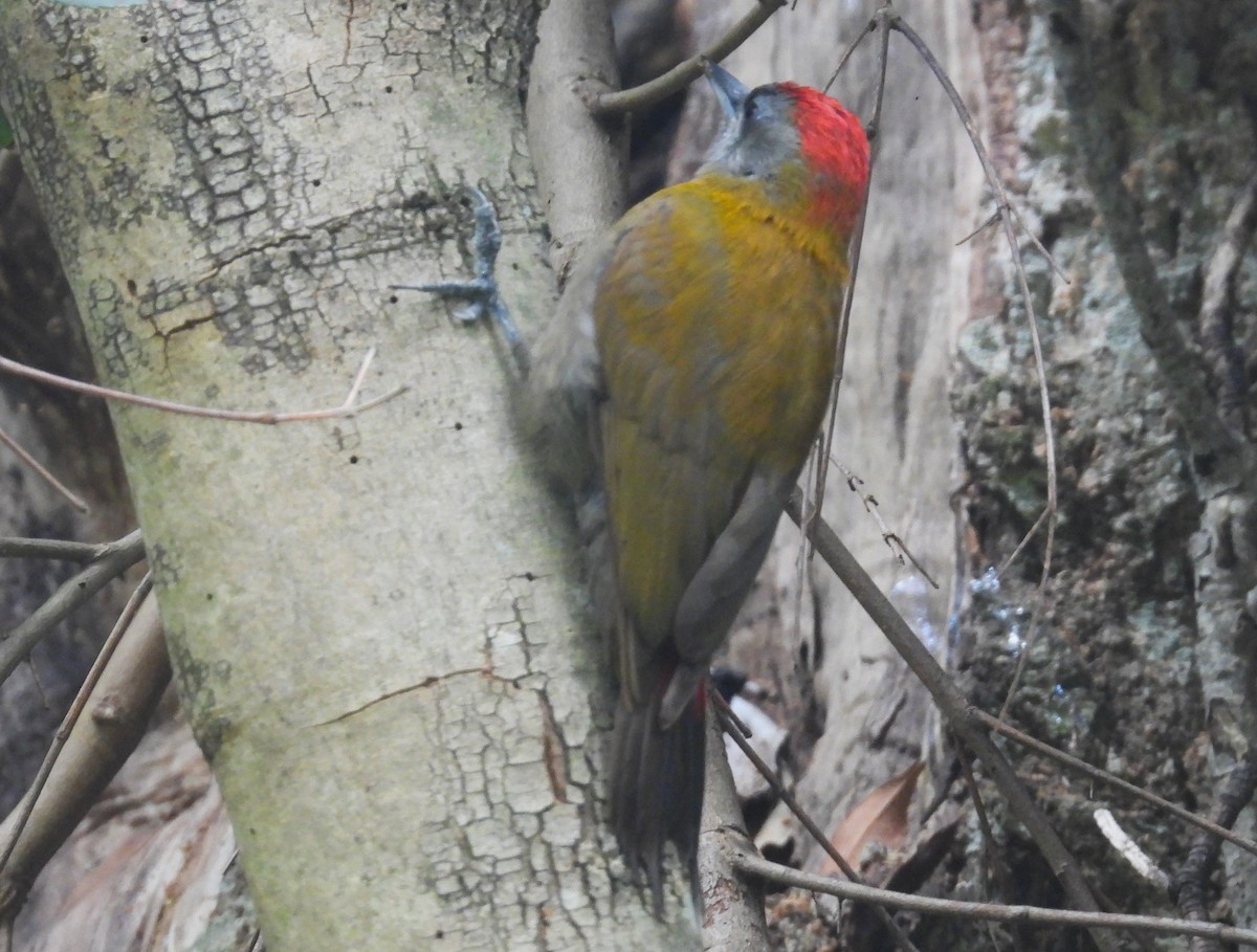 Olive Woodpecker (Southern) - ML627607798