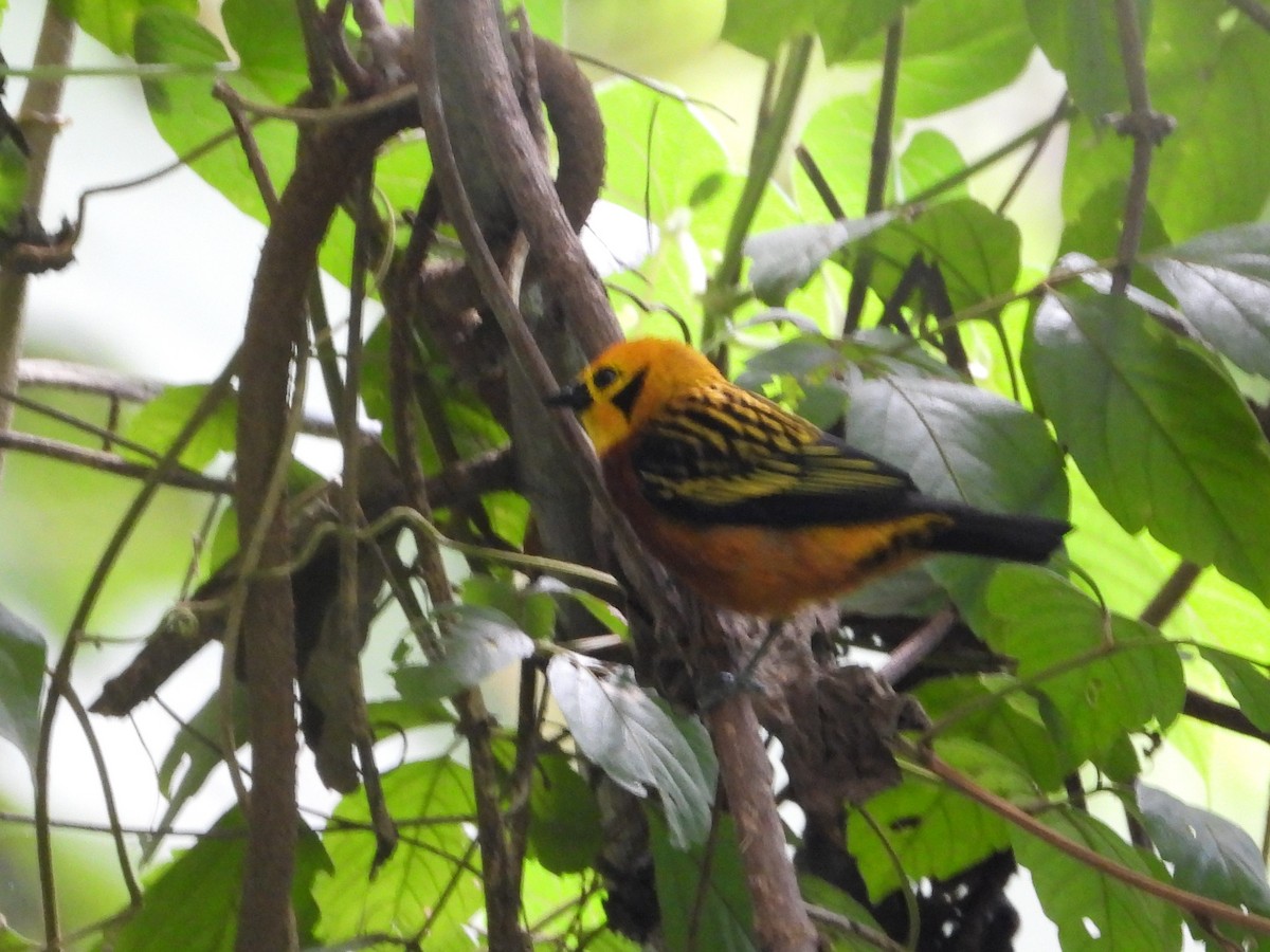 Golden Tanager - ML627607805