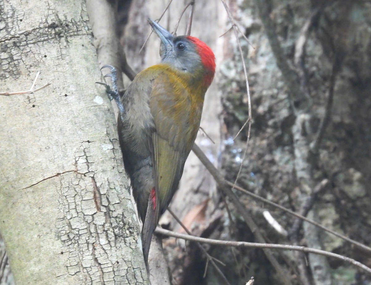 Olive Woodpecker (Southern) - ML627607809