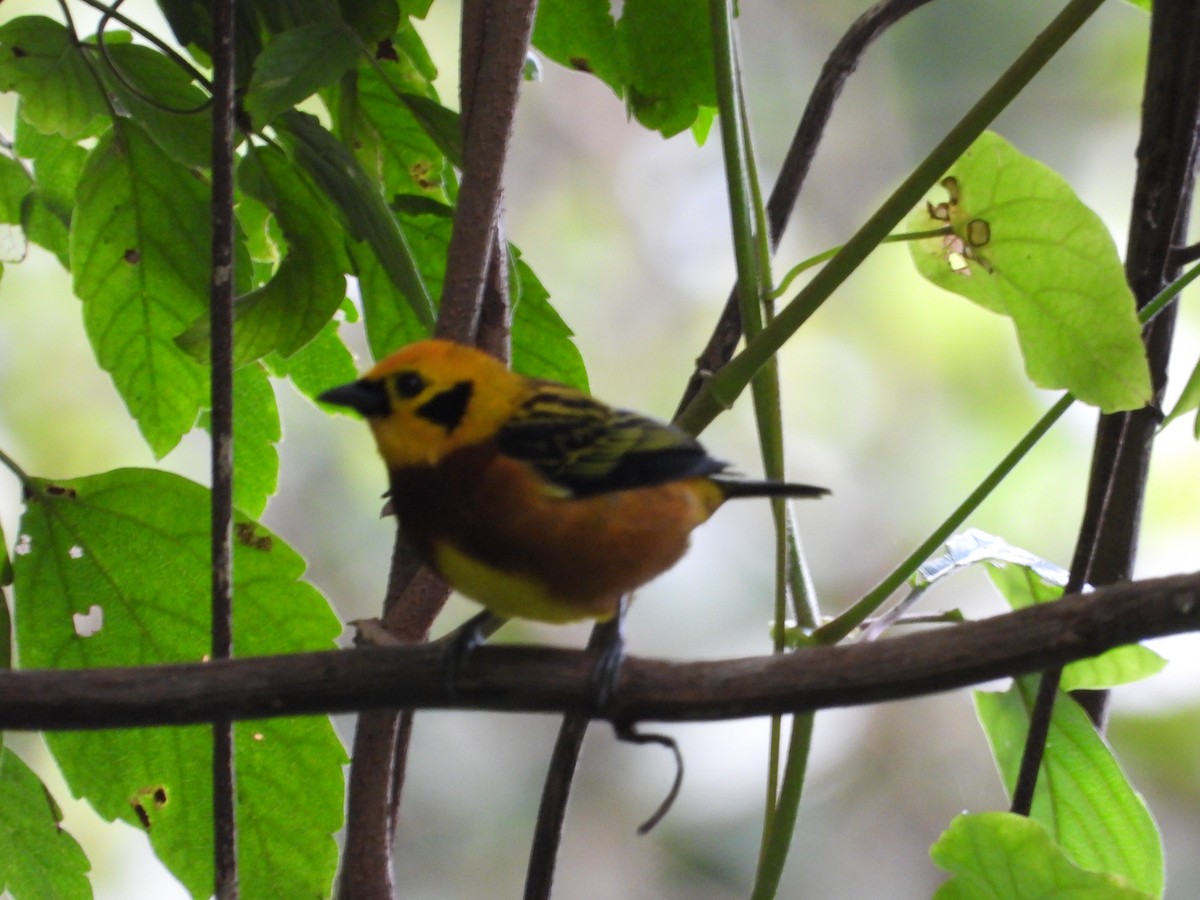 Golden Tanager - ML627607815