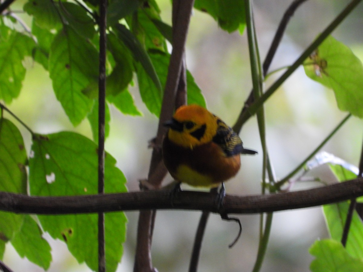 Golden Tanager - ML627607816