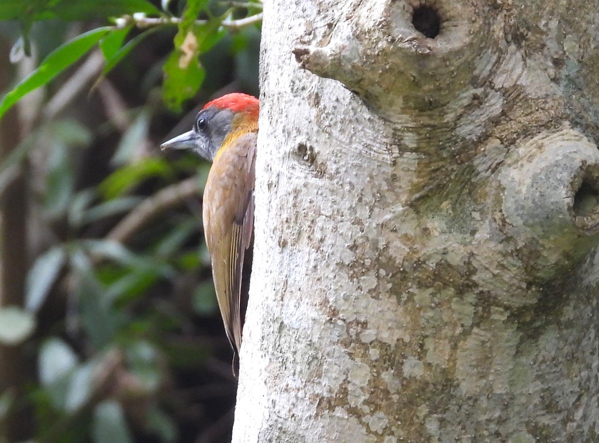 Olive Woodpecker (Southern) - ML627607818