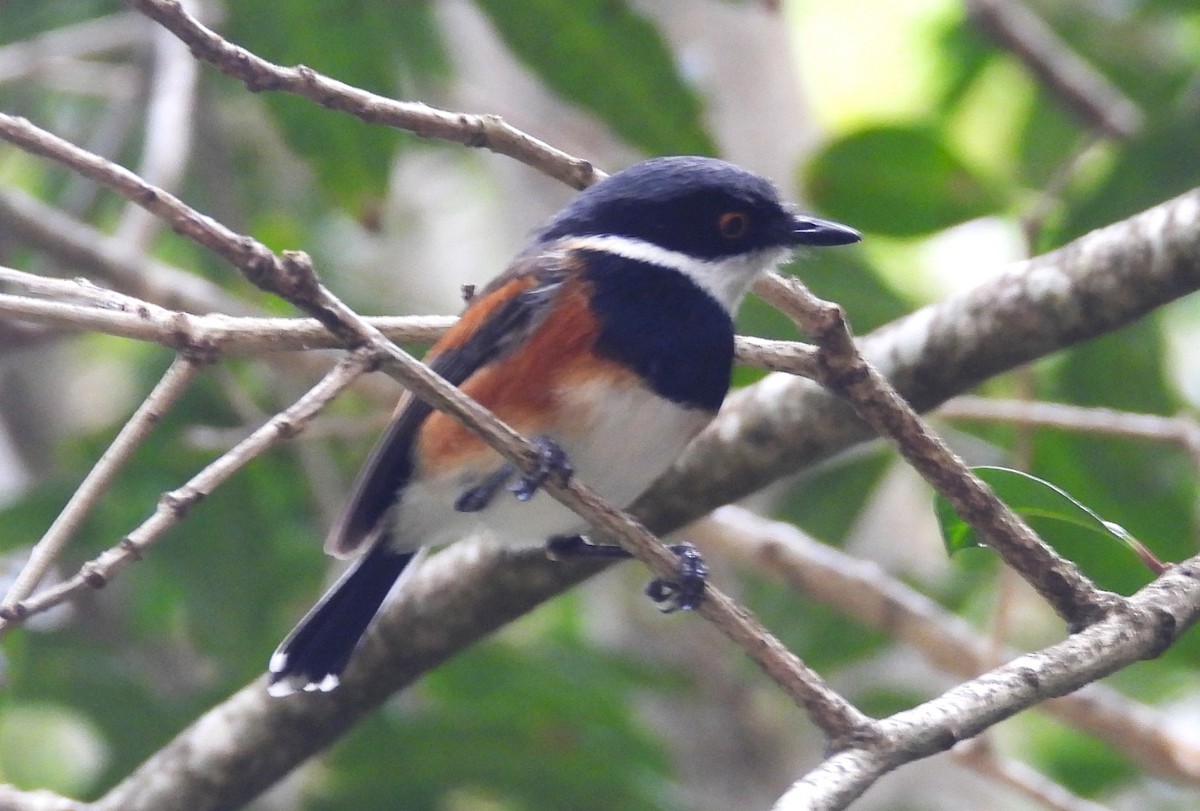 Приріт рудокрилий (підвид capensis) - ML627607837