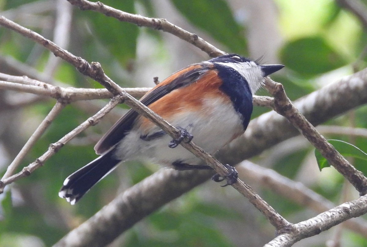 Приріт рудокрилий (підвид capensis) - ML627607856