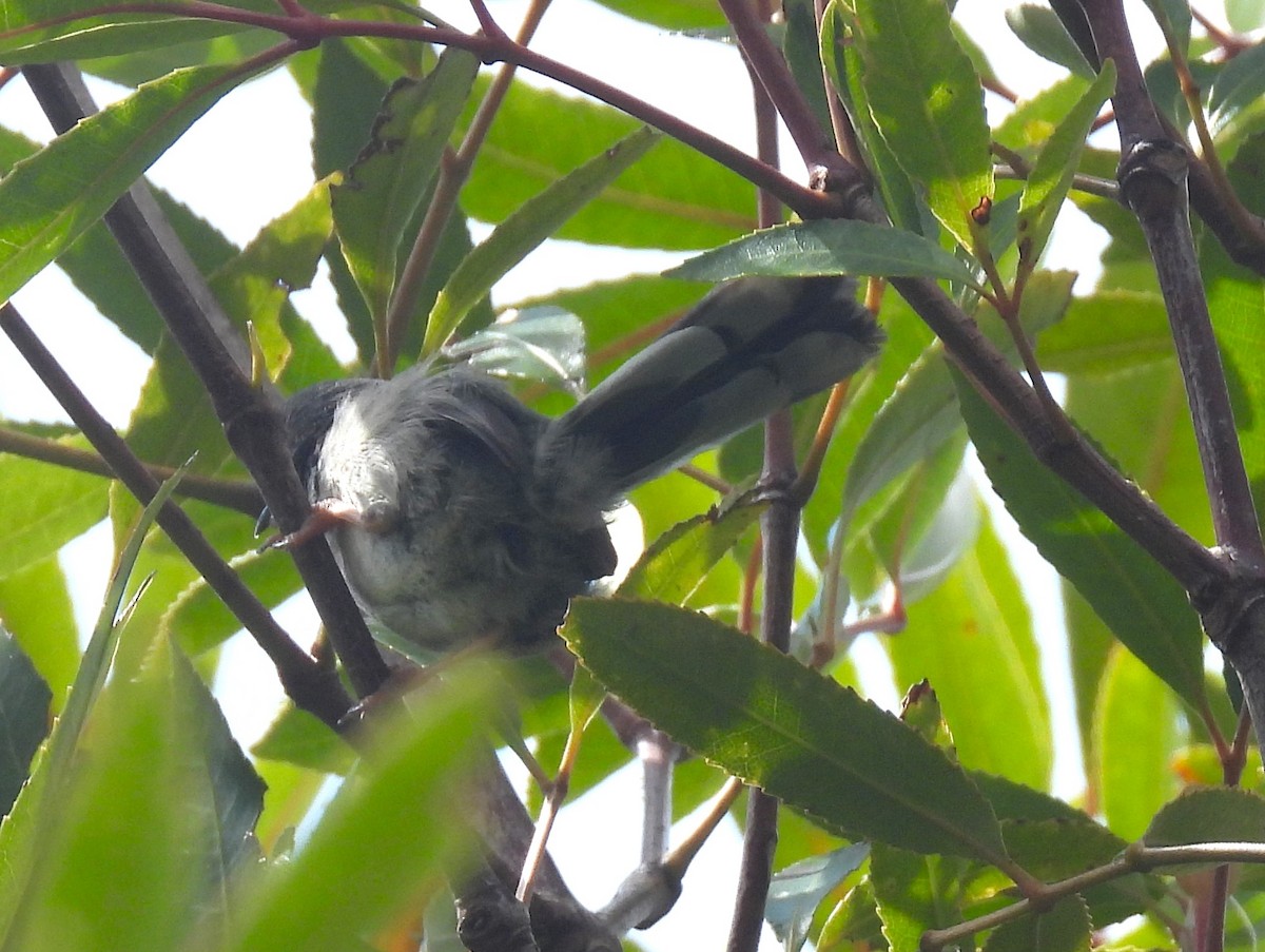 Bar-throated Apalis - ML627607893