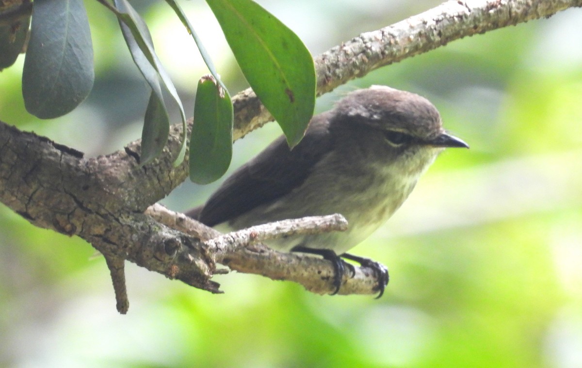 African Dusky Flycatcher - ML627607908