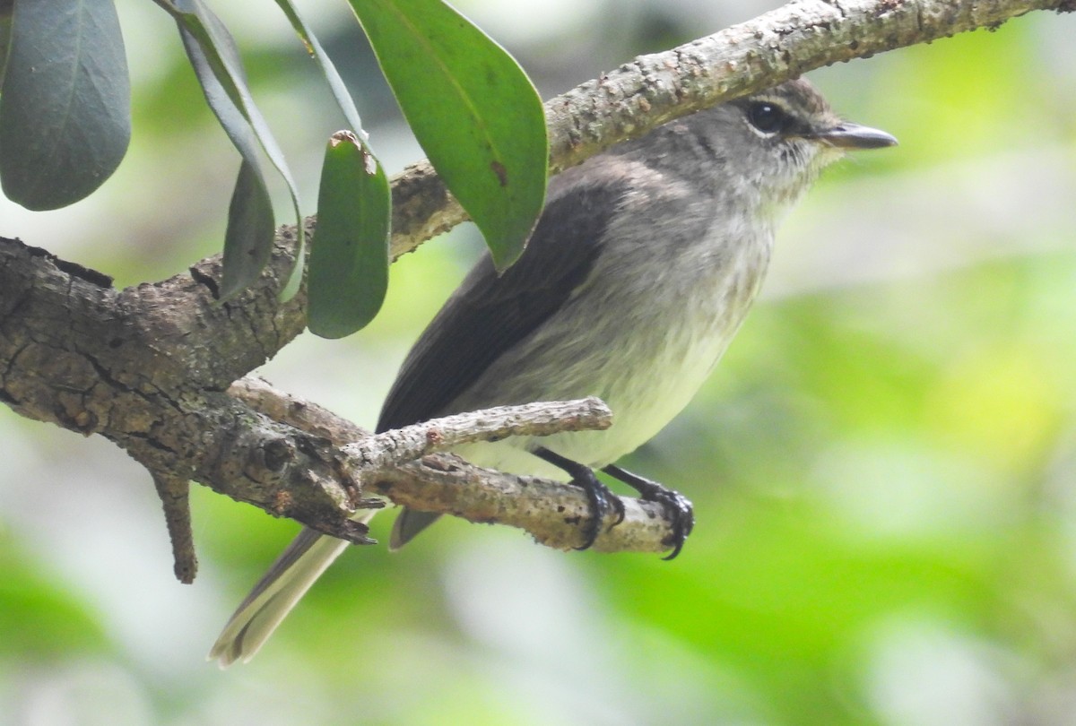 African Dusky Flycatcher - ML627607915