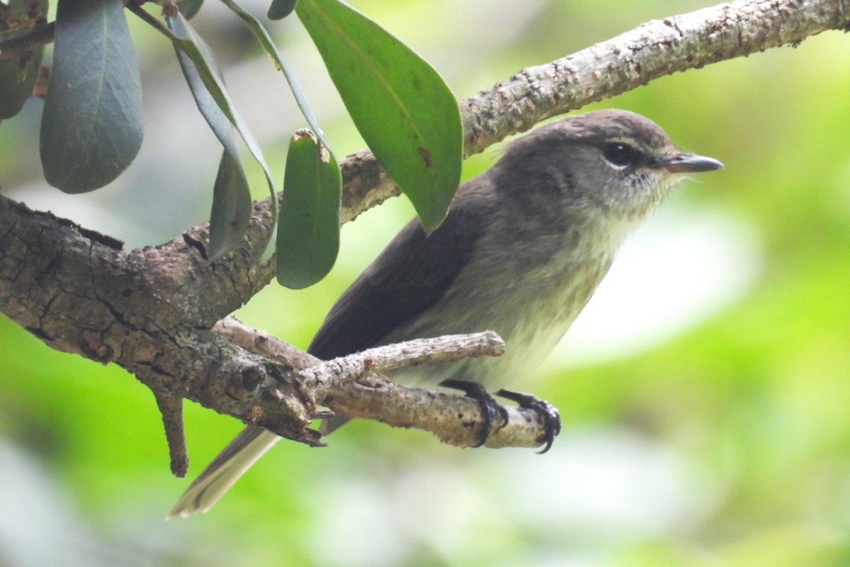 African Dusky Flycatcher - ML627607918