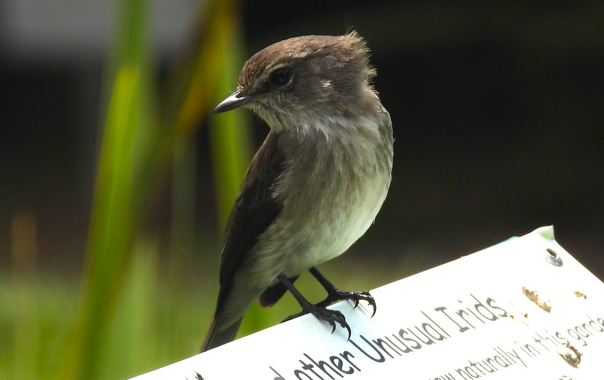 African Dusky Flycatcher - ML627607930