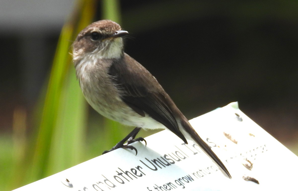 African Dusky Flycatcher - ML627607947