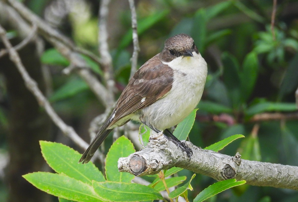 Fiscal Flycatcher - ML627607956