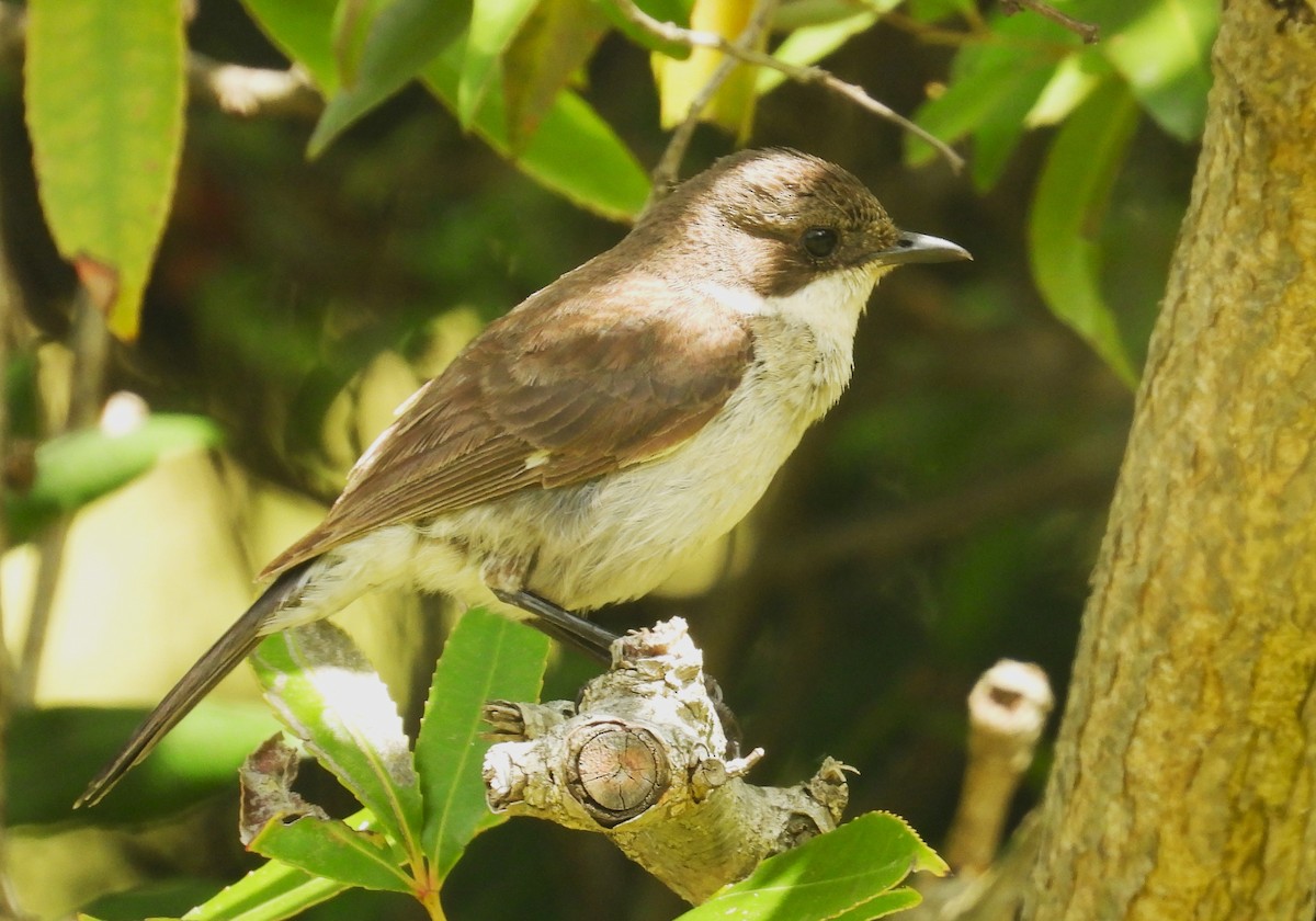 Fiscal Flycatcher - ML627607965