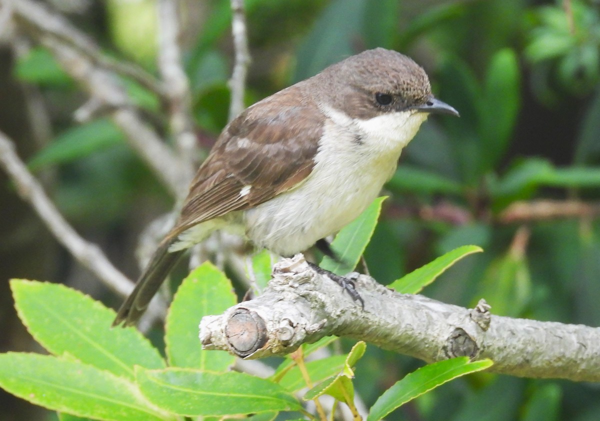 Fiscal Flycatcher - ML627607969