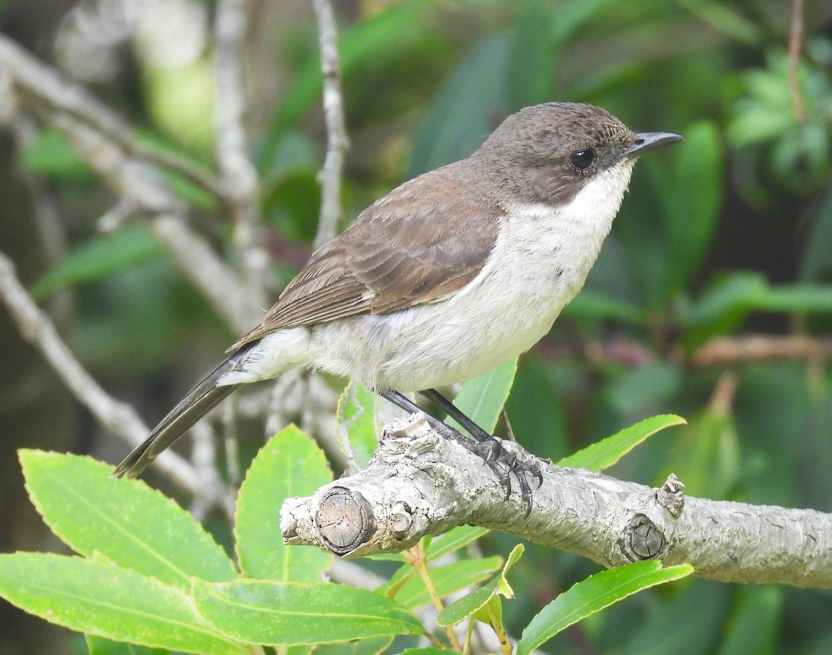 Fiscal Flycatcher - ML627607978