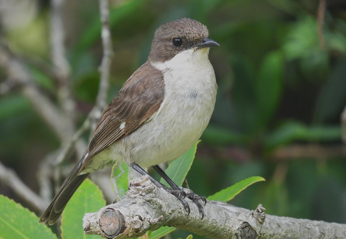 Fiscal Flycatcher - ML627607993