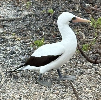 Nazca Booby - ML627608171