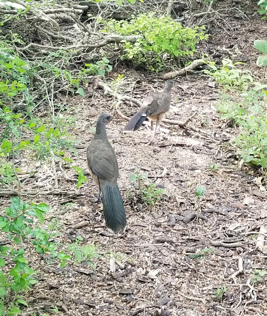 Chachalaca Norteña - ML627608193