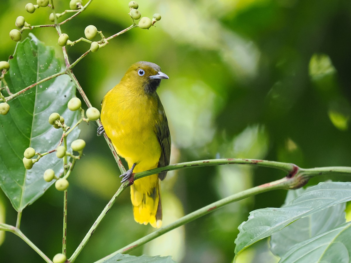 Andaman Bulbul - ML627608194