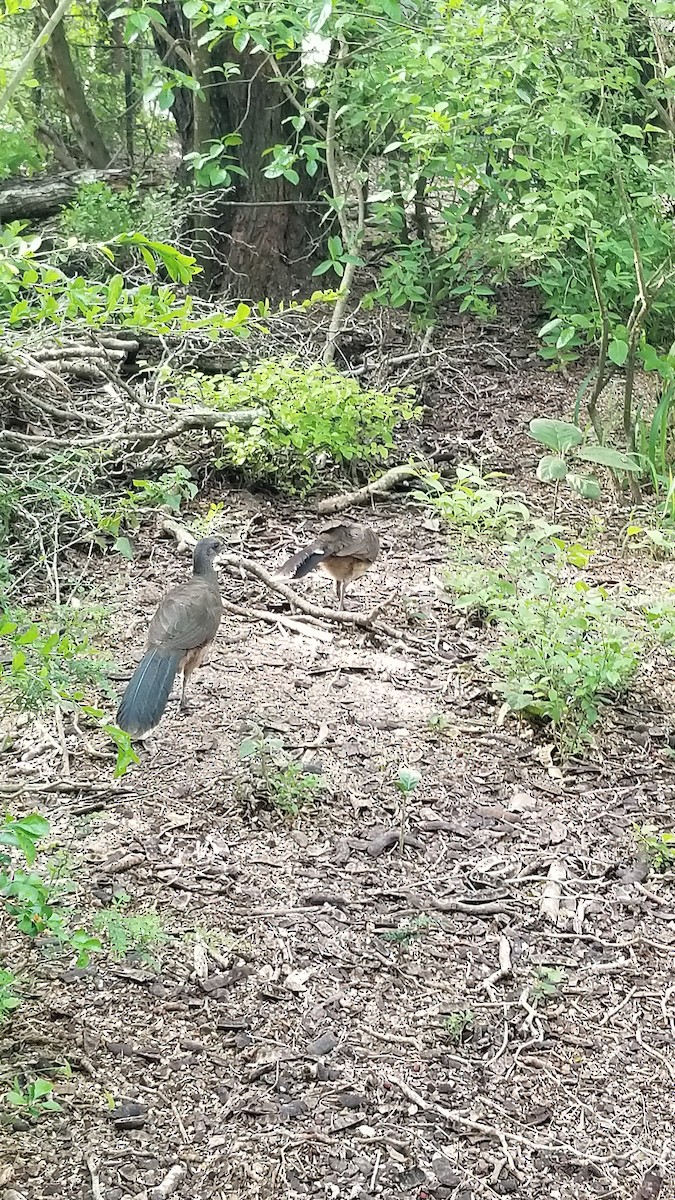 Chachalaca Norteña - ML627608198