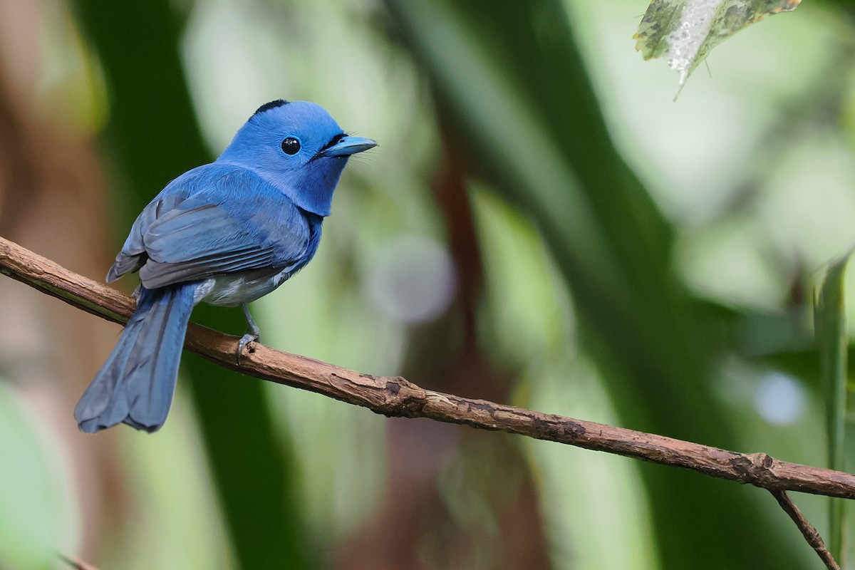 Black-naped Monarch - ML627608212