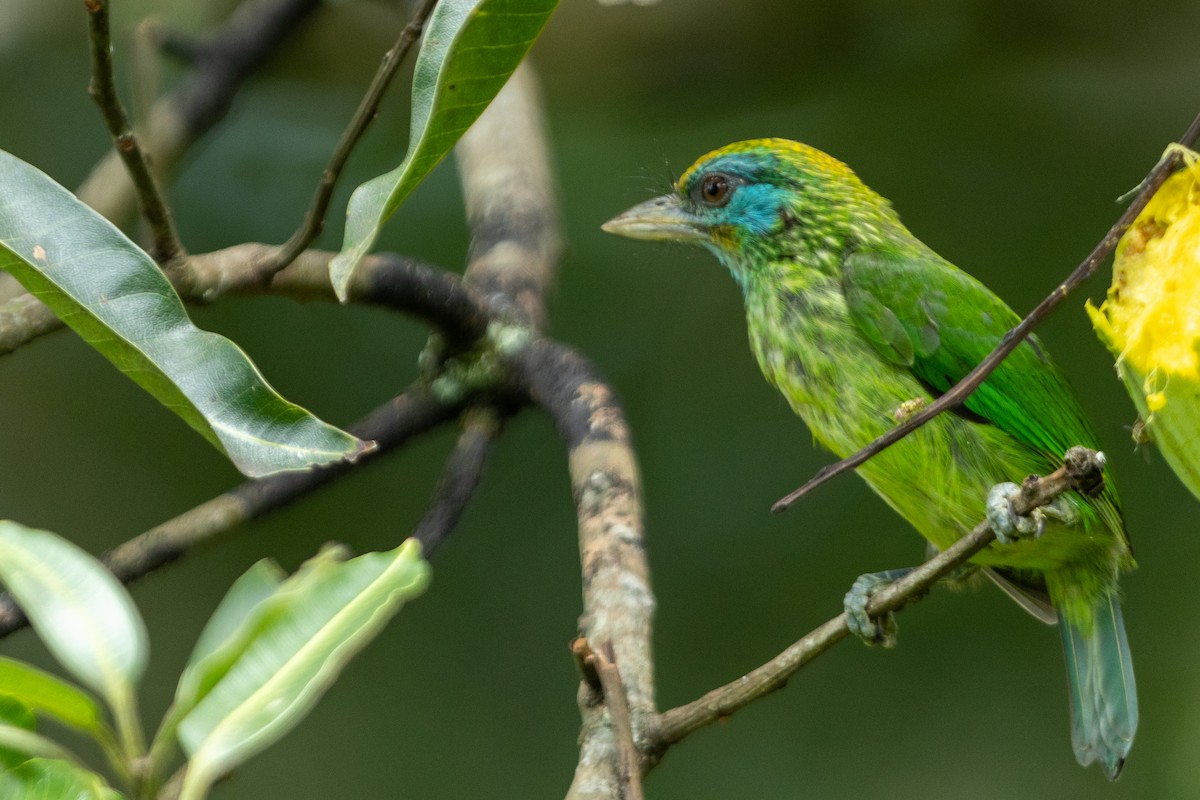 Goldstirn-Bartvogel - ML627608231