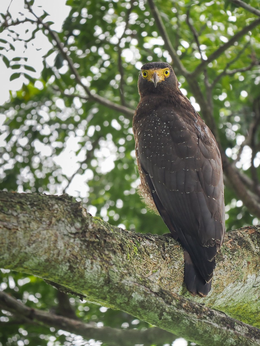 Andaman Serpent-Eagle - ML627608303