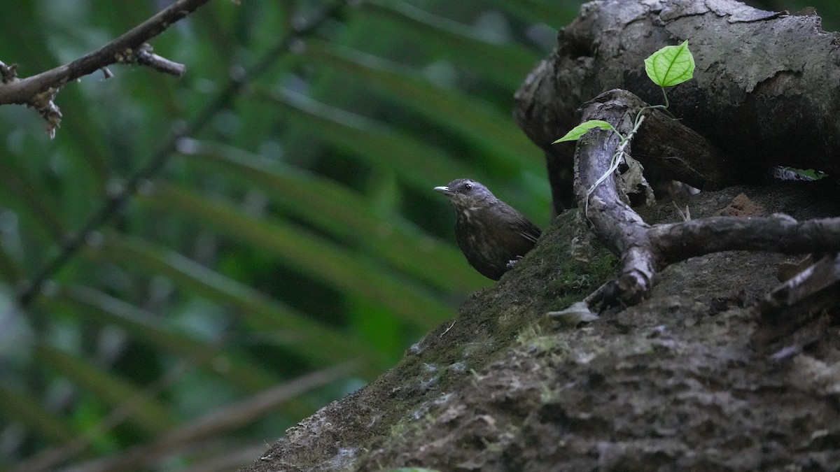 Variable Limestone Babbler - ML627608328