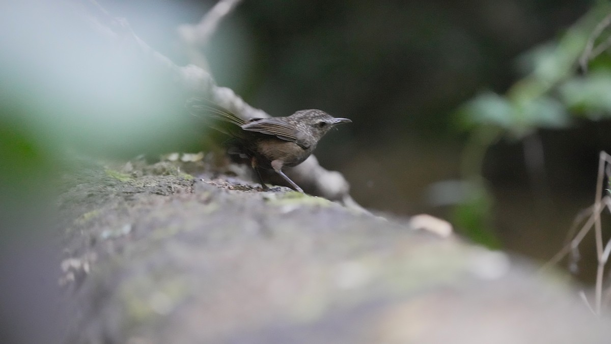 Variable Limestone Babbler - ML627608329