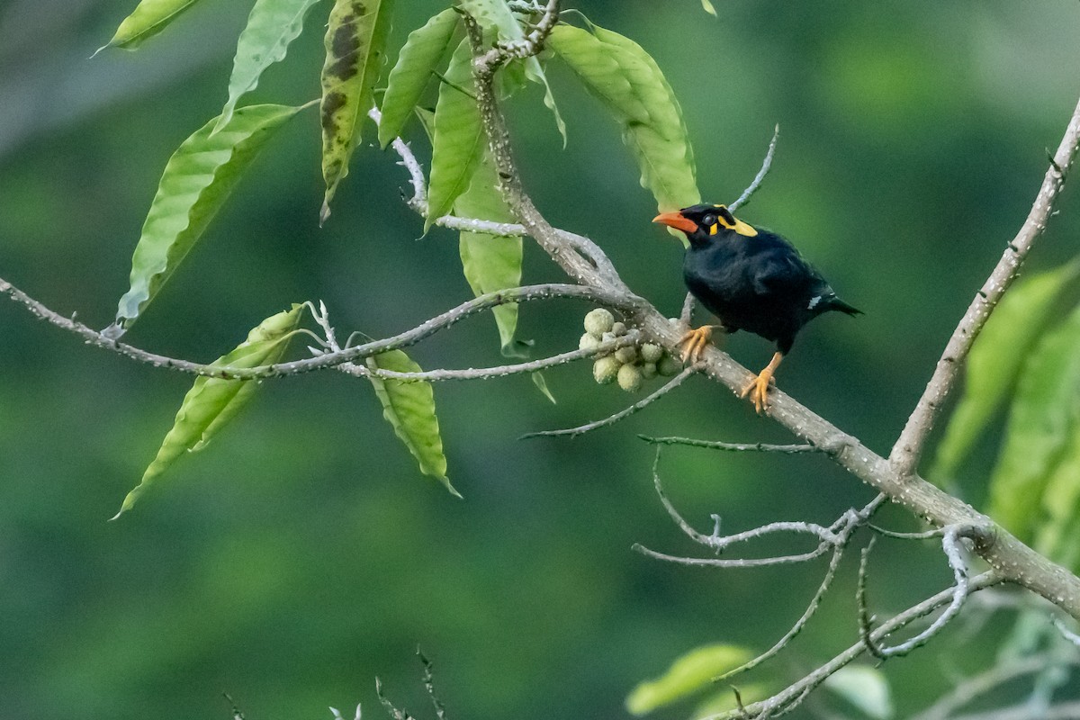 Indienbeo - ML627608373