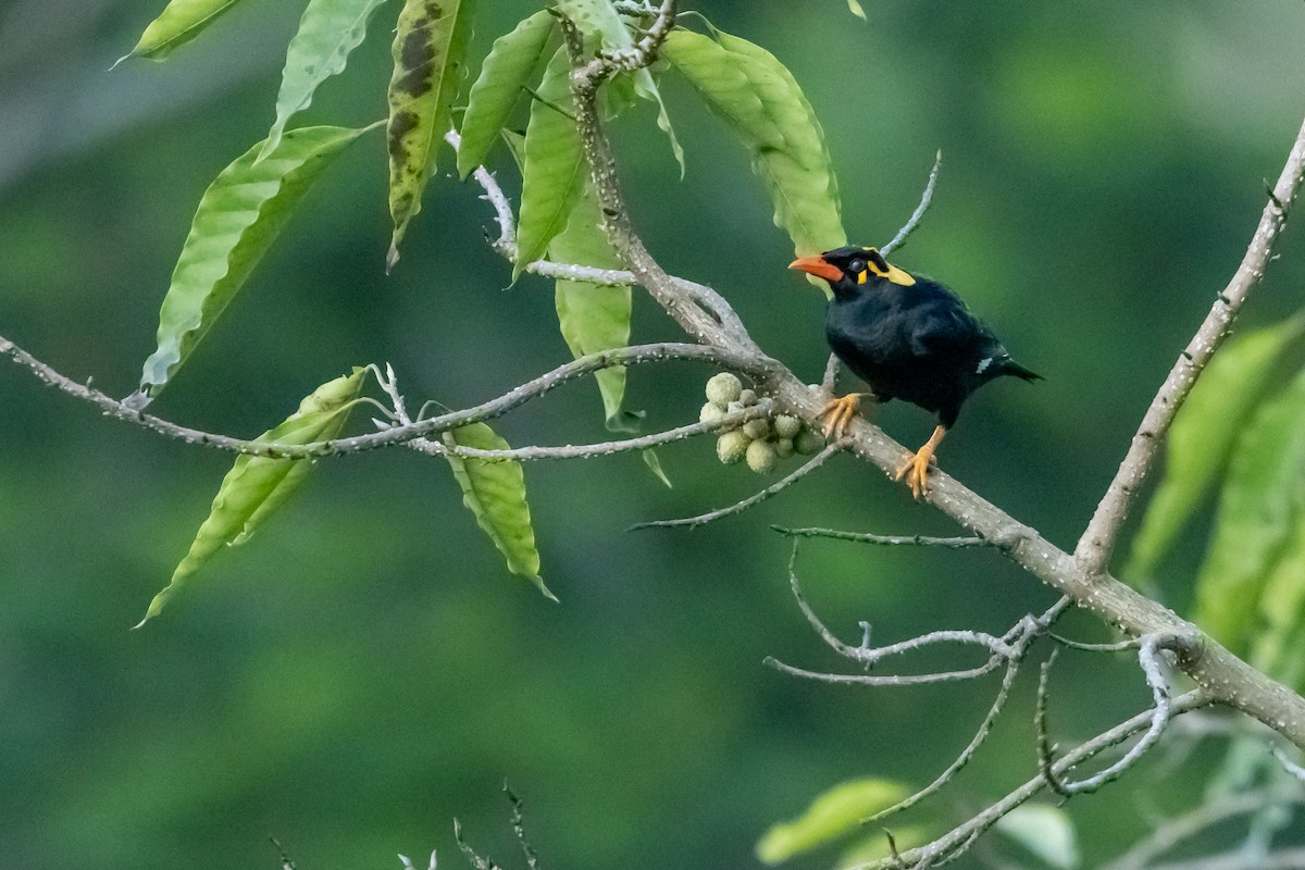 ミナミキュウカンチョウ - ML627608373