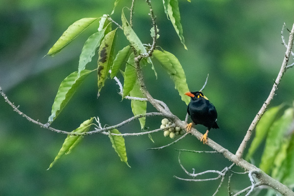 Indienbeo - ML627608375