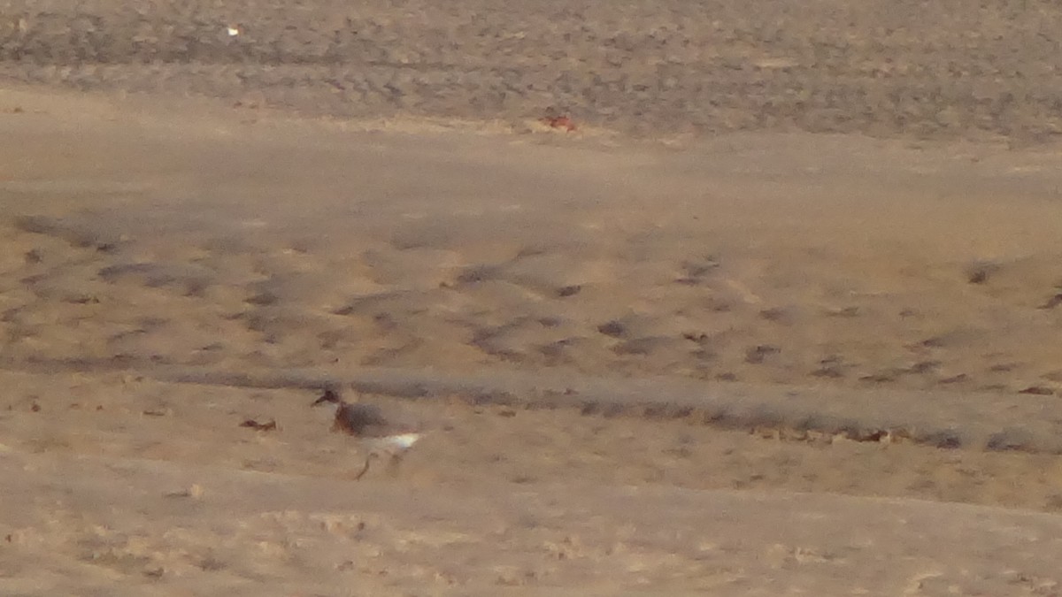 Little Ringed Plover - ML627608425