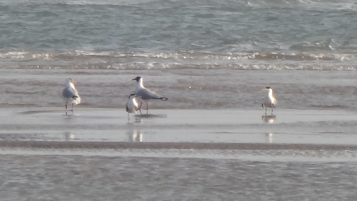 Great Crested Tern - ML627608437