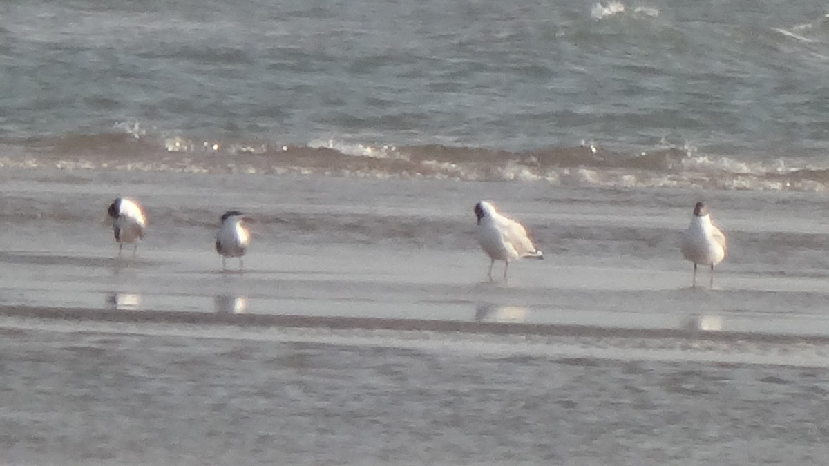 Great Crested Tern - ML627608442