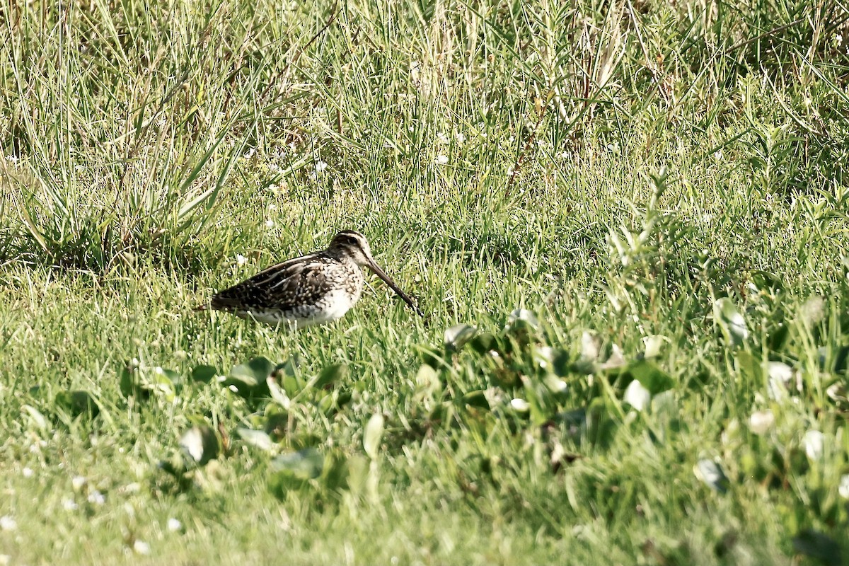 Pantanal Snipe - ML627608573